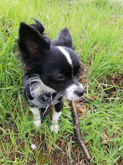 Wo sind die Chihuahua Besitzer ?-Beitrag-Bild