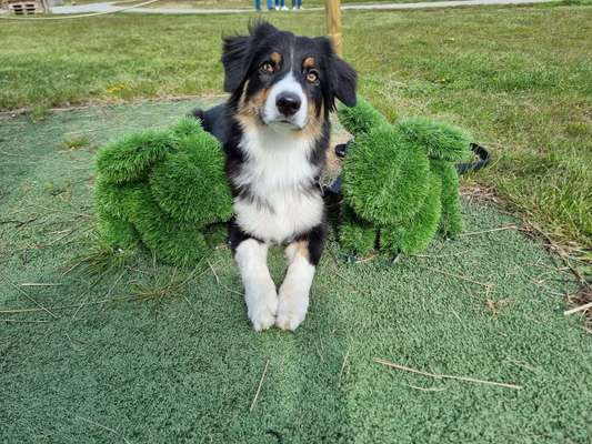 Hundetreffen-Playdate-Bild