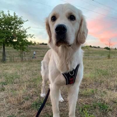 Hundetreffen-Gassi- und Spielrunden mit Ellie-Bild