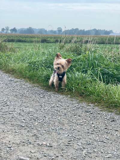 Yorkshire Terrier-Beitrag-Bild