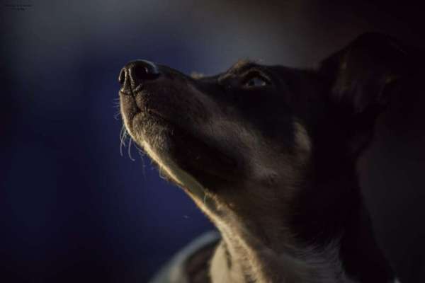 CHALLENGE NR. 19 - Der Hundeblick-Beitrag-Bild