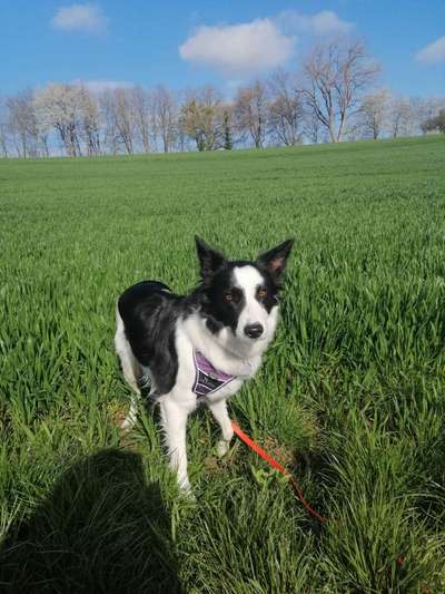 Gibt's hier noch mehr Border Collies???-Beitrag-Bild