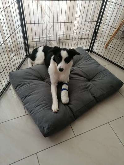 Kralle gezogen Heilung-Beitrag-Bild