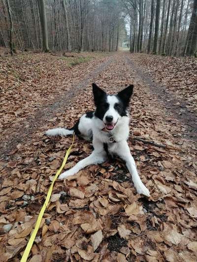 Gibt's hier noch mehr Border Collies???-Beitrag-Bild