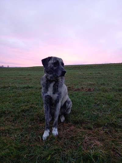 Auslandstierschutz-Beitrag-Bild