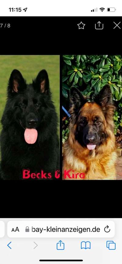 Alles rund um den Schäferhund, diskutieren erwünscht.-Beitrag-Bild