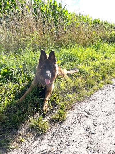 Alles rund um den Schäferhund, diskutieren erwünscht.-Beitrag-Bild