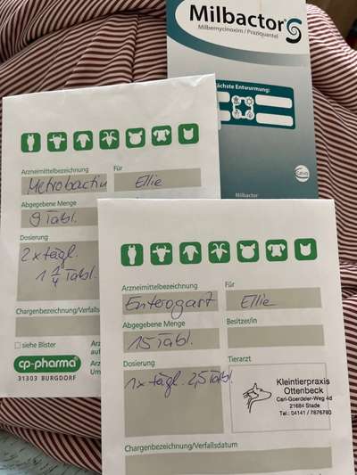 Rücksicht und die "Chemiekeule" beim Hund.-Beitrag-Bild