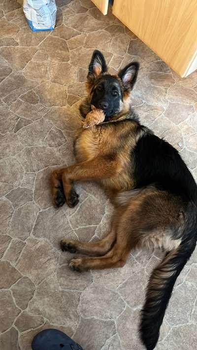 eure Spitznamen für die Vierbeiner-Beitrag-Bild