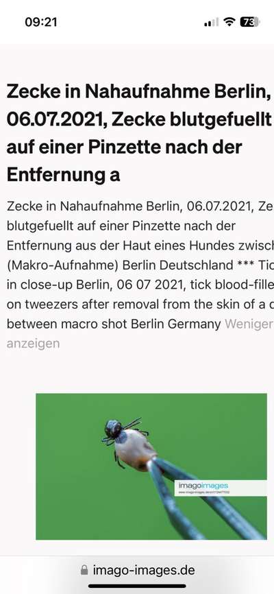 Zecke mit großem Kopf?-Beitrag-Bild