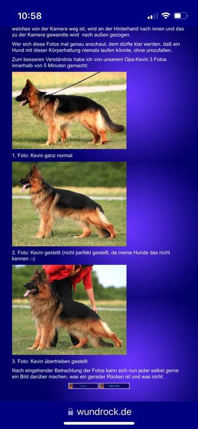 Alles rund um den Schäferhund, diskutieren erwünscht.-Beitrag-Bild