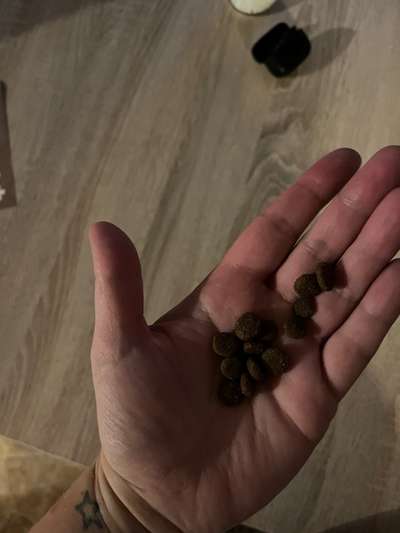 Gutes Trockenfutter mit hohem Fleischanteil-Beitrag-Bild