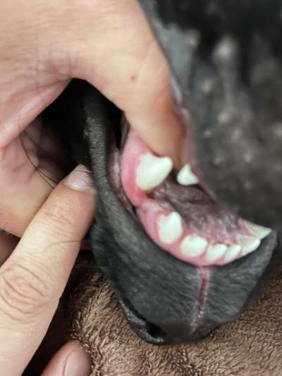 Alles rund um den Schäferhund, diskutieren erwünscht.-Beitrag-Bild