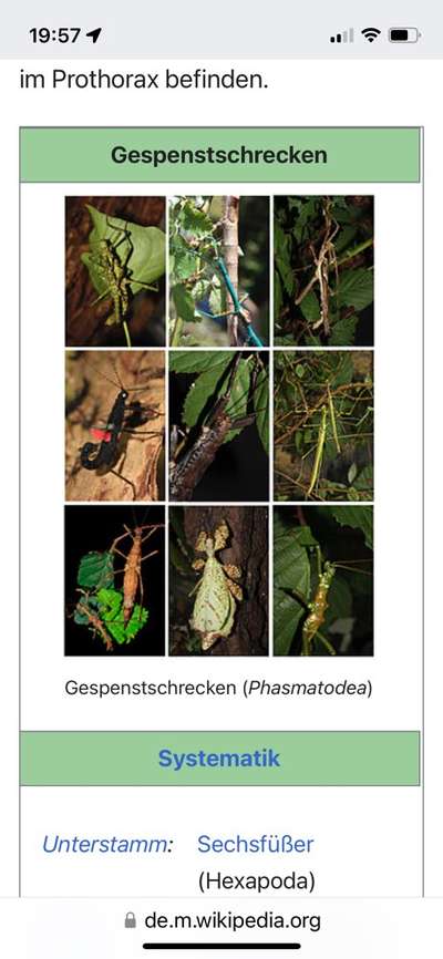 Wer kennt sich mit Insekten aus?-Beitrag-Bild