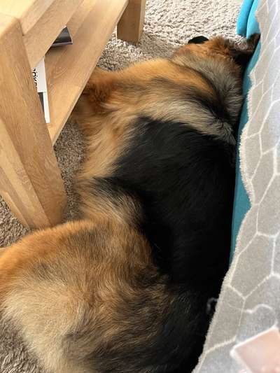 Alles rund um den Schäferhund, diskutieren erwünscht.-Beitrag-Bild