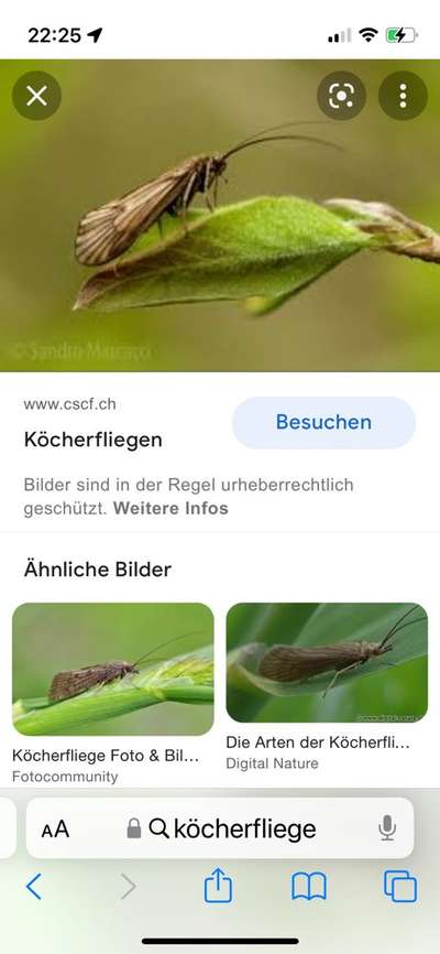 Wer kennt sich mit Insekten aus?-Beitrag-Bild