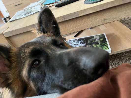 Alles rund um den Schäferhund, diskutieren erwünscht.-Beitrag-Bild
