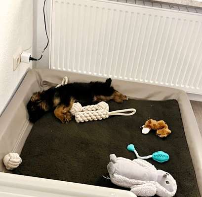 Alles rund um den Schäferhund, diskutieren erwünscht.-Beitrag-Bild