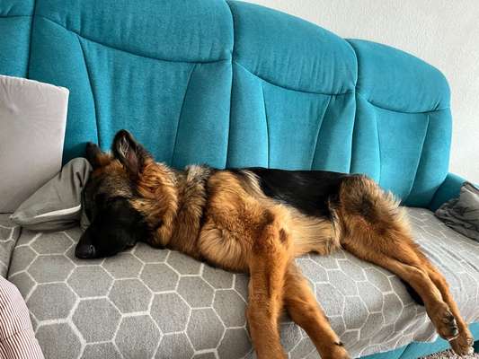 Alles rund um den Schäferhund, diskutieren erwünscht.-Beitrag-Bild