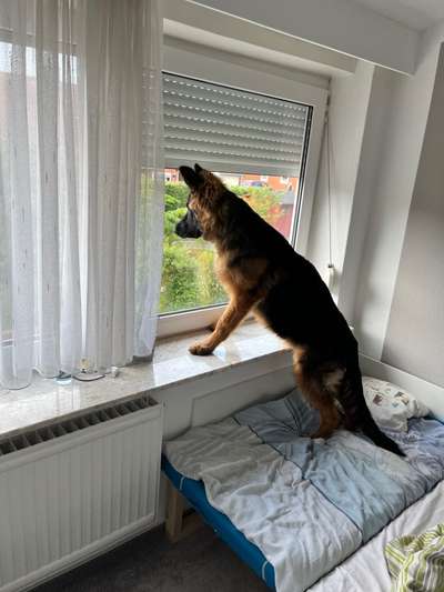 Nächtliches Bellen-Beitrag-Bild