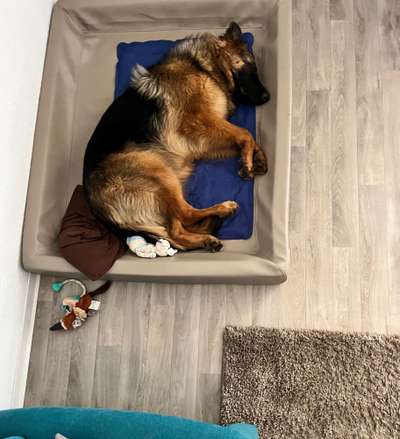 Alles rund um den Schäferhund, diskutieren erwünscht.-Beitrag-Bild