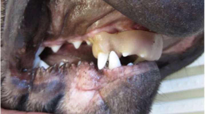 Alles rund um den Schäferhund, diskutieren erwünscht.-Beitrag-Bild