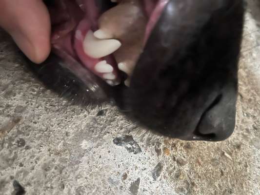 Alles rund um den Schäferhund, diskutieren erwünscht.-Beitrag-Bild