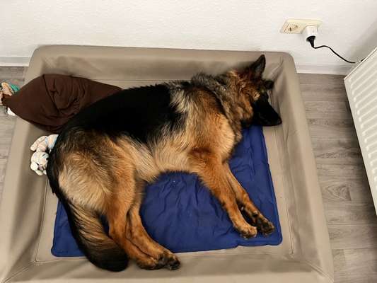 Alles rund um den Schäferhund, diskutieren erwünscht.-Beitrag-Bild