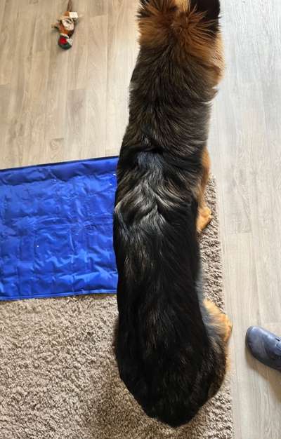 Der Gewichts-Thread-Beitrag-Bild