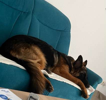 Alles rund um den Schäferhund, diskutieren erwünscht.-Beitrag-Bild