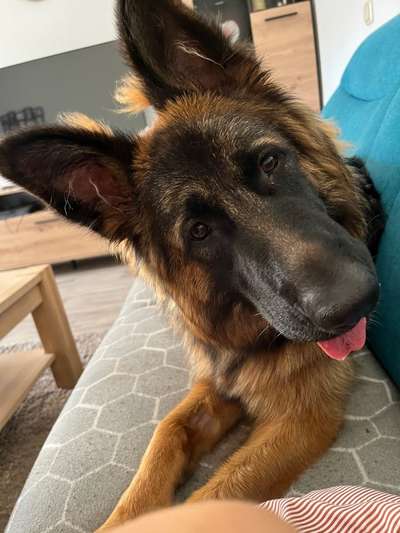 Alles rund um den Schäferhund, diskutieren erwünscht.-Beitrag-Bild