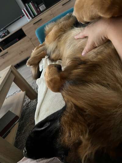 Alles rund um den Schäferhund, diskutieren erwünscht.-Beitrag-Bild