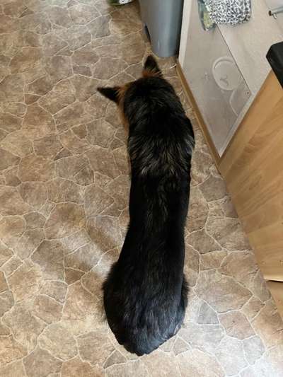 Der Gewichts-Thread-Beitrag-Bild