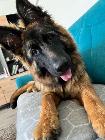 Alles rund um den Schäferhund, diskutieren erwünscht.-Beitrag-Bild