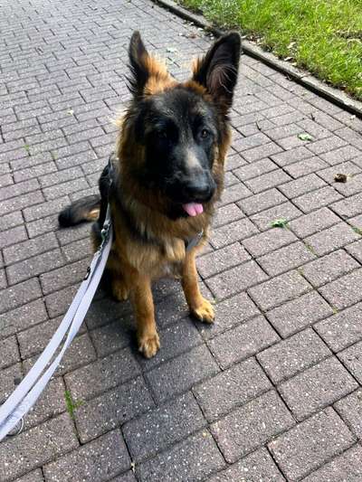 Alles rund um den Schäferhund, diskutieren erwünscht.-Beitrag-Bild