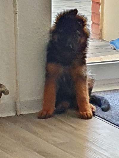 Alles rund um den Schäferhund, diskutieren erwünscht.-Beitrag-Bild