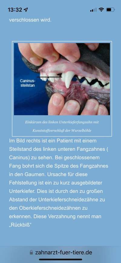 Alles rund um den Schäferhund, diskutieren erwünscht.-Beitrag-Bild