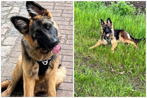 Schäferhund-Beitrag-Bild