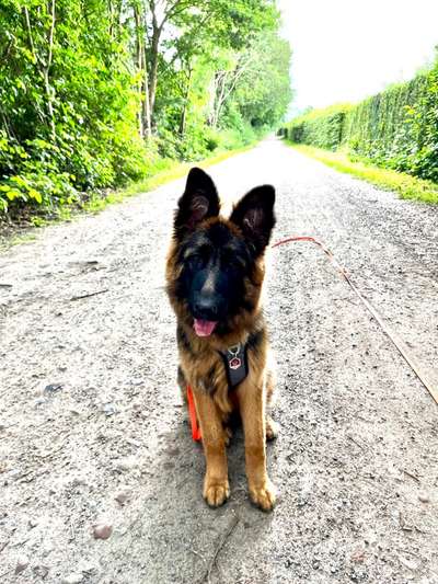 Alles rund um den Schäferhund, diskutieren erwünscht.-Beitrag-Bild