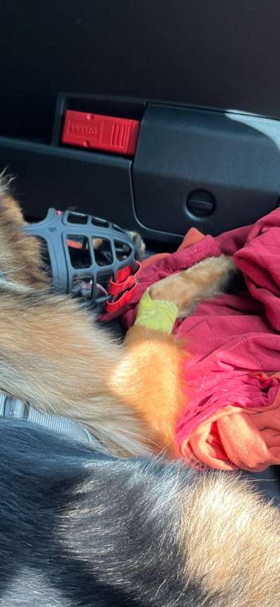 Alles rund um den Schäferhund, diskutieren erwünscht.-Beitrag-Bild