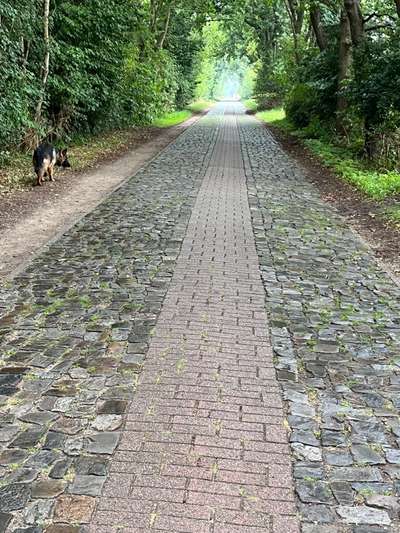 Alles rund um den Schäferhund, diskutieren erwünscht.-Beitrag-Bild