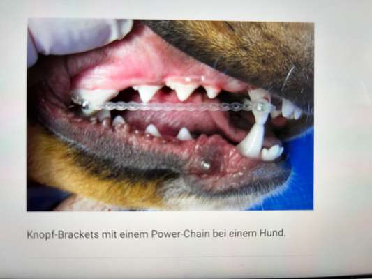 Alles rund um den Schäferhund, diskutieren erwünscht.-Beitrag-Bild