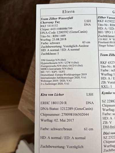 Alles rund um den Schäferhund, diskutieren erwünscht.-Beitrag-Bild