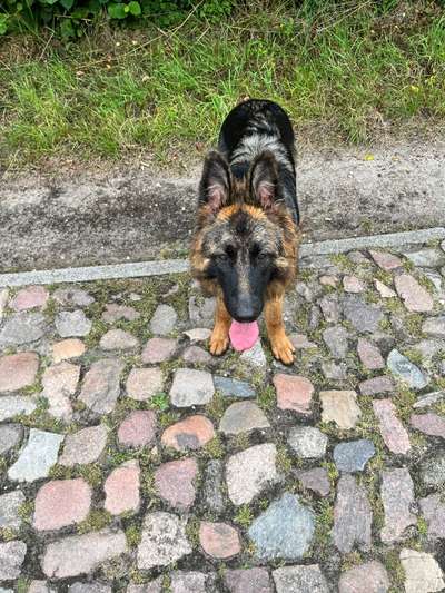 Alles rund um den Schäferhund, diskutieren erwünscht.-Beitrag-Bild