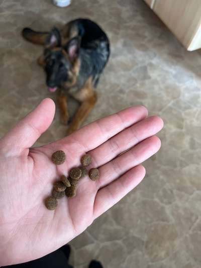 Trockenfutter welches nicht staubig und schmierig ist-Beitrag-Bild