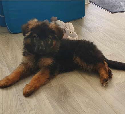 Alles rund um den Schäferhund, diskutieren erwünscht.-Beitrag-Bild