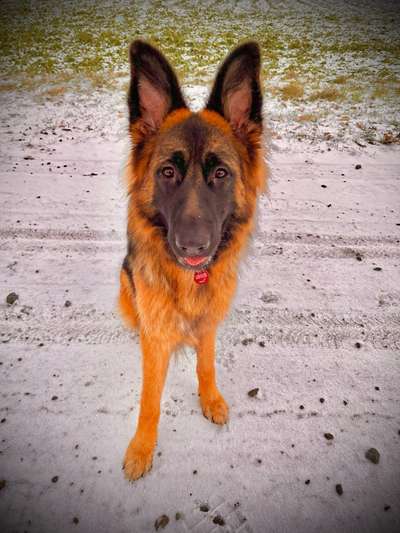 Alles rund um den Schäferhund, diskutieren erwünscht.-Beitrag-Bild