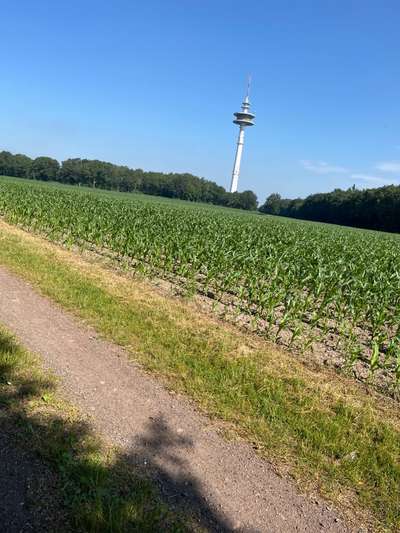 Alles rund um den Schäferhund, diskutieren erwünscht.-Beitrag-Bild