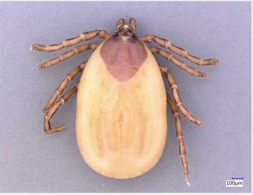 Wer kennt dieses Tier?-Beitrag-Bild