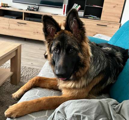 Alles rund um den Schäferhund, diskutieren erwünscht.-Beitrag-Bild